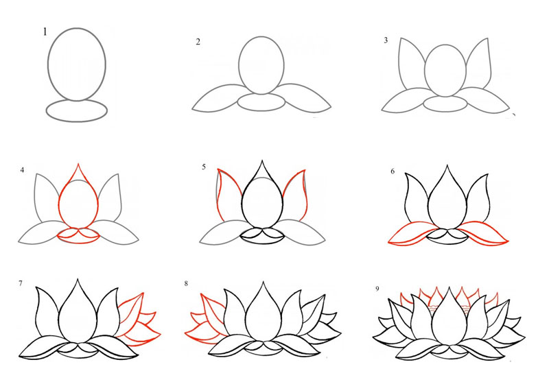 các bước vẽ hoa sen