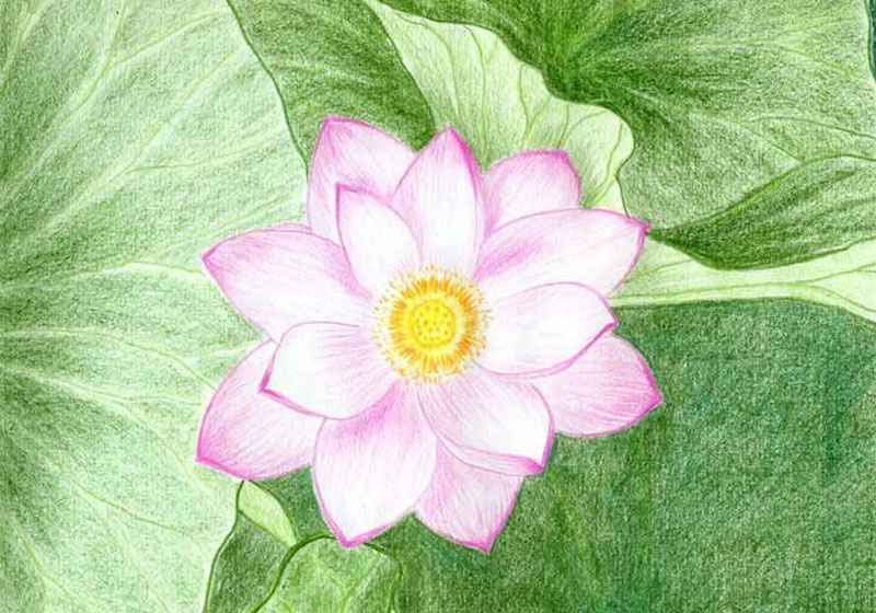 vẽ hoa sen đơn giản nhất
